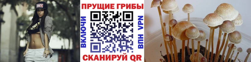 мега tor  наркота  Арсеньев  Псилоцибиновые грибы GOLDEN TEACHER 